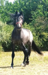 Elad� 3 �ves magyar sportl� m�n 