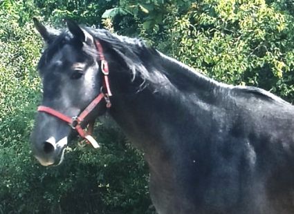 Elad� 3 �ves magyar sportl� m�n 