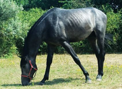 Elad� 3 �ves magyar sportl� m�n 