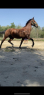 Elad 9 ves holland sportl/KWPN herlt 