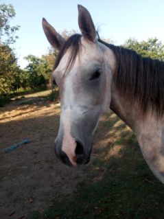 Elad� 5 �ves anglo-arab kanca 