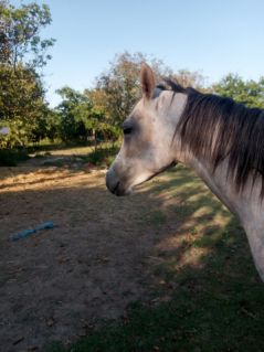 Elad� 5 �ves anglo-arab kanca 