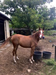 Elad� 4 �ves anglo-arab kanca 