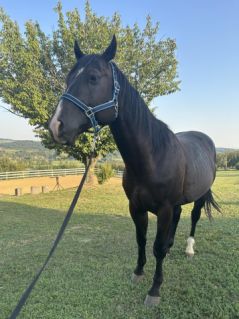 Elad� 11 �ves quarter horse m�n 