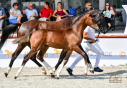 Elad 6 hnapos magyar sportl mn 