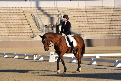 Elad 21 ves holsteini herlt 