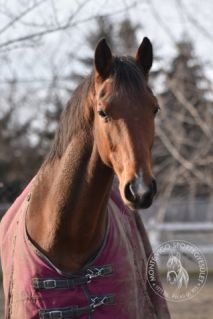 Elad 21 ves holsteini herlt 