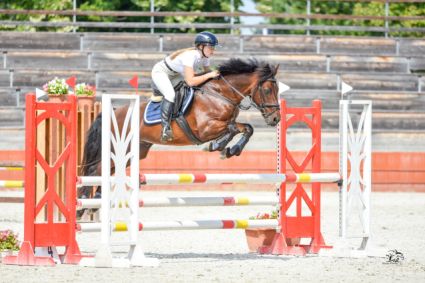 Elad� 15 �ves connemara pony her�lt 