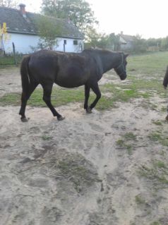 Elad� 26 �ves hucul kanca 