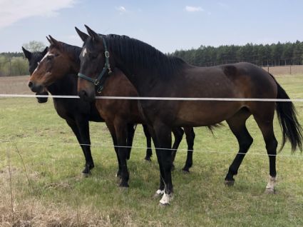 Elad� 8 �ves belga melegv�r� kanca 