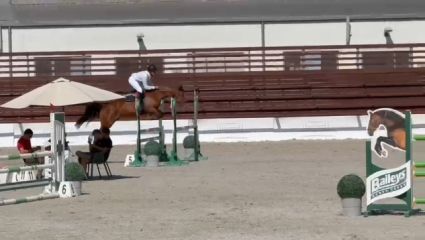 Elad 11 ves nmet sportl kanca 