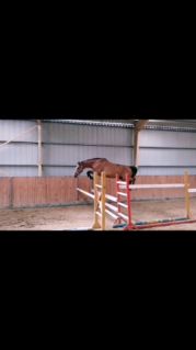 Elad 11 ves nmet sportl kanca 