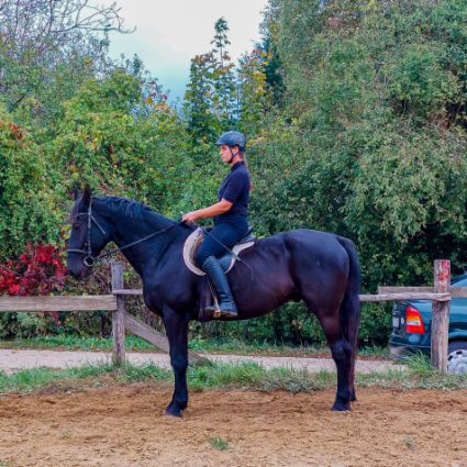 Elad 15 ves nniusz herlt 