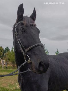 Elad 15 ves nniusz herlt 