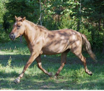 Elad� 2 �ves sportp�ni kanca 