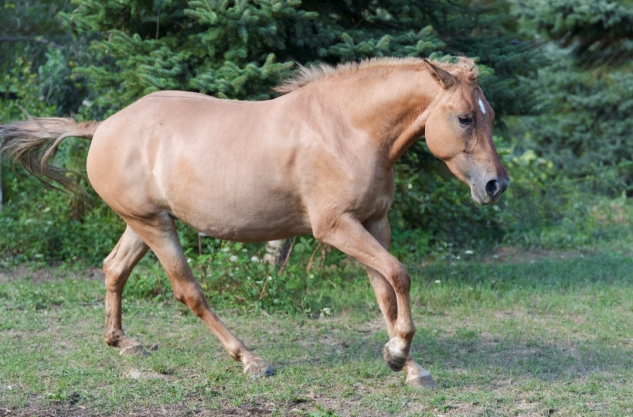 Elad� 2 �ves sportp�ni kanca 