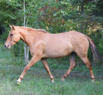 Elad� 2 �ves sportp�ni kanca 