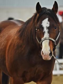 11 �ves quarter horse m�n 