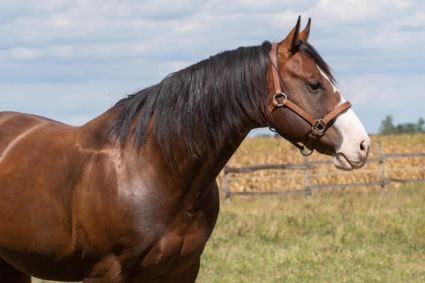 11 �ves quarter horse m�n 