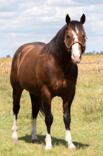 11 �ves quarter horse m�n 