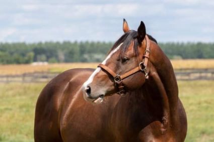 11 �ves quarter horse m�n 