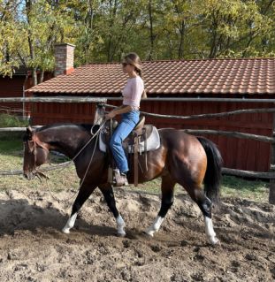 11 �ves quarter horse m�n 