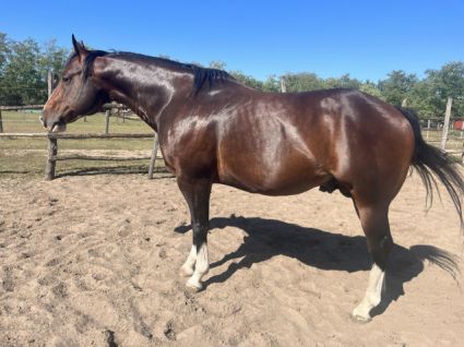 11 �ves quarter horse m�n 