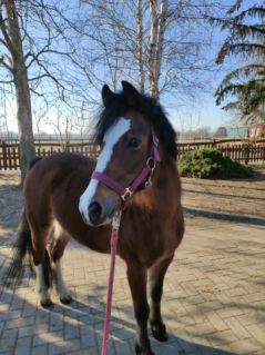 Elad� 12 �ves shetland p�ni kanca 