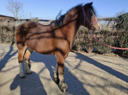 Elad� 12 �ves shetland p�ni kanca 