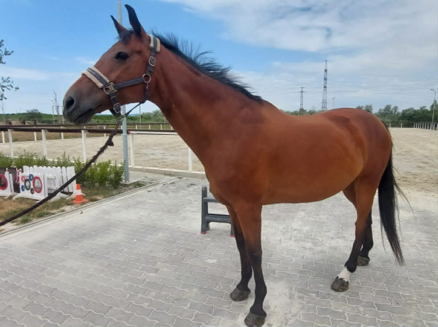 Elad� 13 �ves holsteini her�lt 
