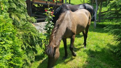 Elad� 9 �ves hucul kanca 