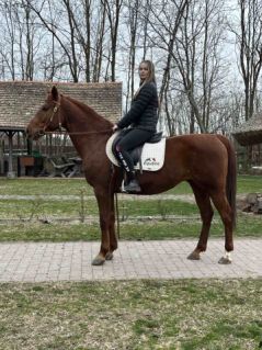 Elad 7 ves kisbri flvr herlt 