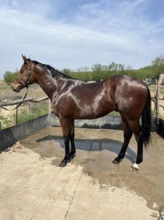 Elad� 4 �ves angol teliv�r m�n 