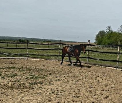 Elad� 4 �ves angol teliv�r m�n 