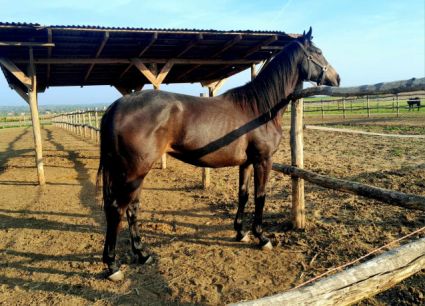 Elad� 4 �ves angol teliv�r kanca 