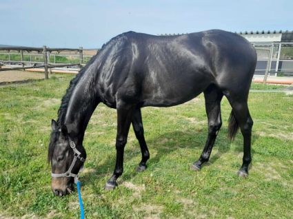 Elad� 4 �ves angol teliv�r kanca 