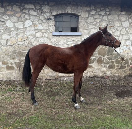 Elad� 4 �ves magyar sportl� kanca 