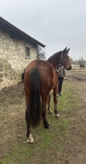 Elad� 4 �ves magyar sportl� kanca 