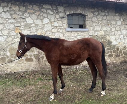 Elad� 4 �ves magyar sportl� kanca 