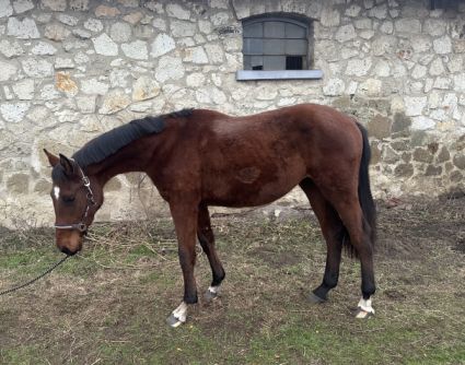 Elad� 4 �ves magyar sportl� kanca 