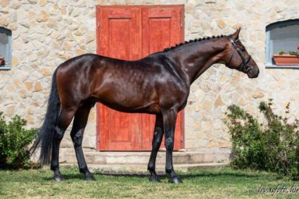 Elad� 4 �ves magyar sportl� kanca 