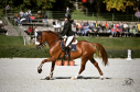 Elad 9 ves holland sportl/KWPN herlt 