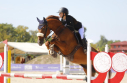 Elad 9 ves holland sportl/KWPN herlt 
