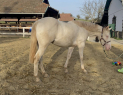 Elad 2 ves quarter horse kanca 