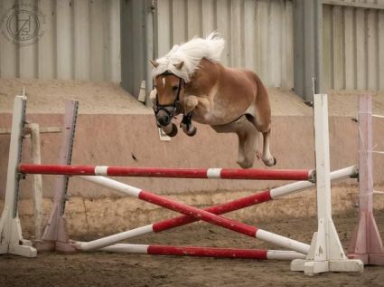 6 �ves haflingi m�n 