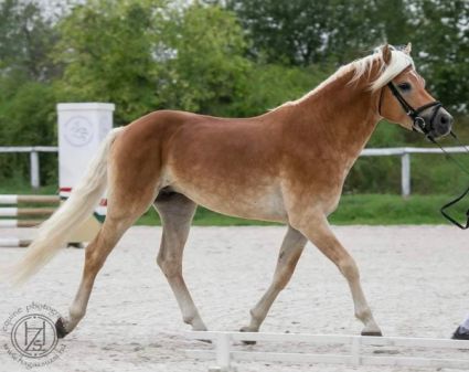 6 �ves haflingi m�n 