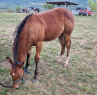 Elad 1 ves quarter horse mn 