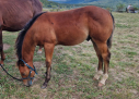 Elad 1 ves quarter horse mn 