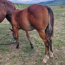 Elad 1 ves quarter horse mn 