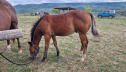 Elad 1 ves quarter horse mn 